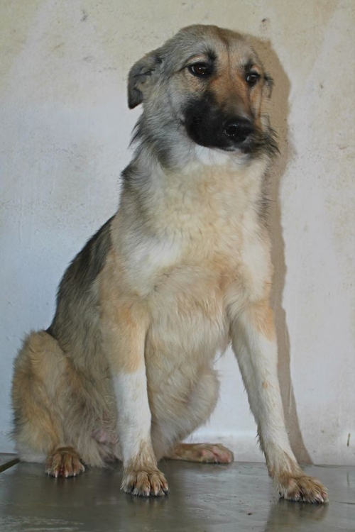 მეტისი ლედი