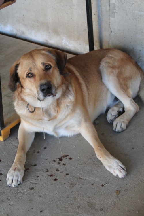 ქართული ქოფაკი ბუთა