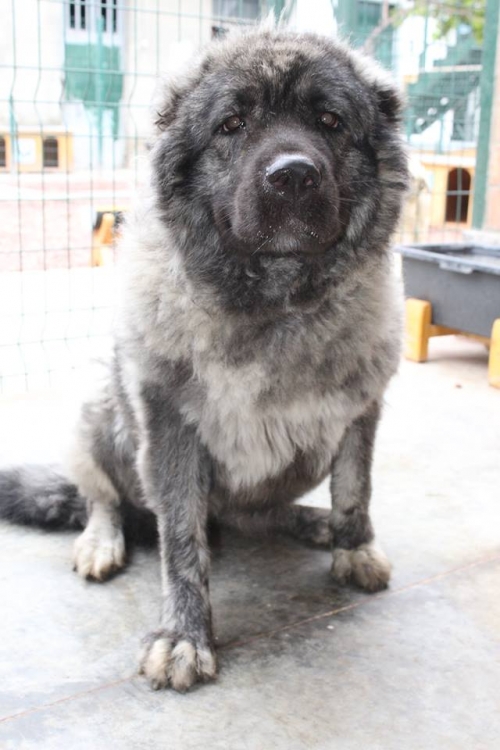 კავკასიური ნაგაზი მაშა