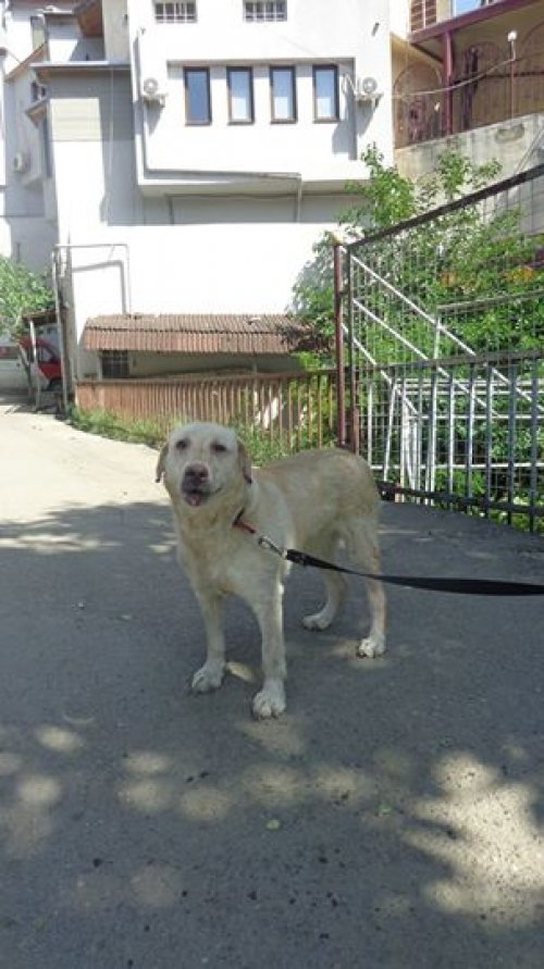 ლაბრადორი ენდი