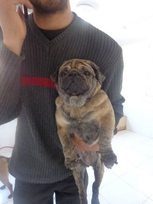 მოპსი მოპსი