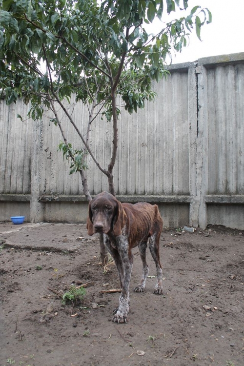 კურცხაარი უსახელო