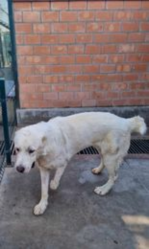 ქართული ნაგაზი გადმოყვანილია ცხოველთა მონიტორნგის სამსახურიდან