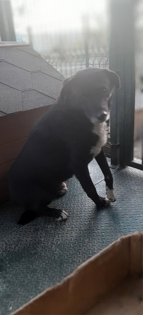 მეტისი უსახელო