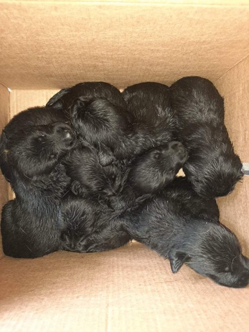 მეტისი სამგორი