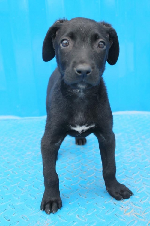 მეტისი უსახელო