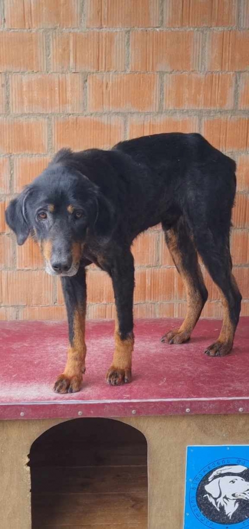 მეტისი ჯეფი