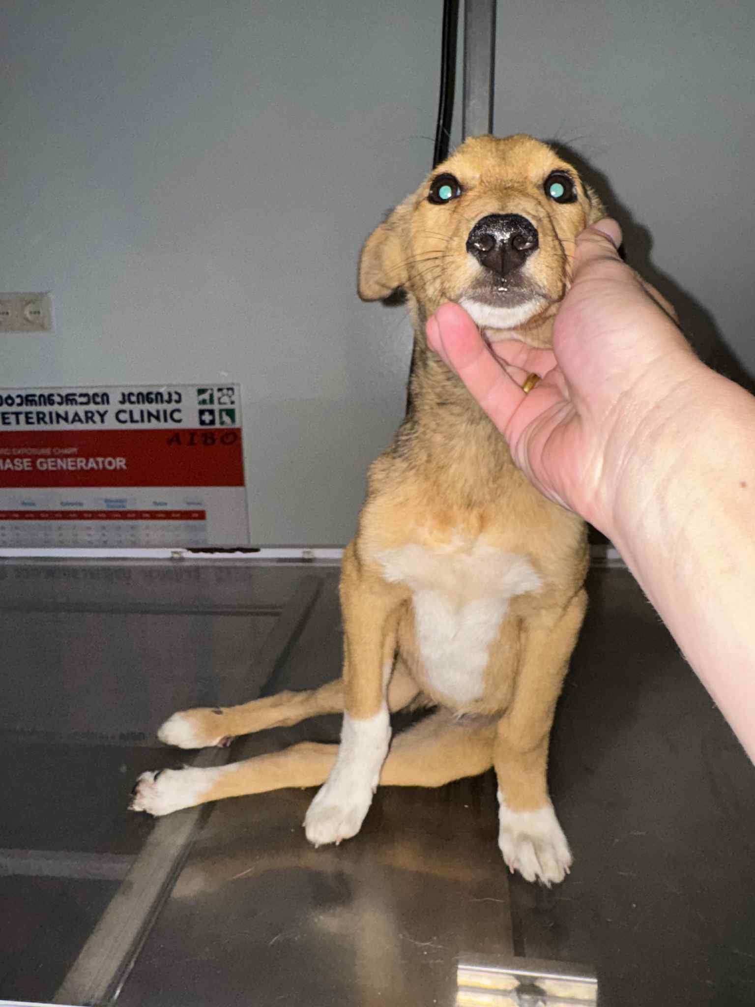 მეტისი. გორი