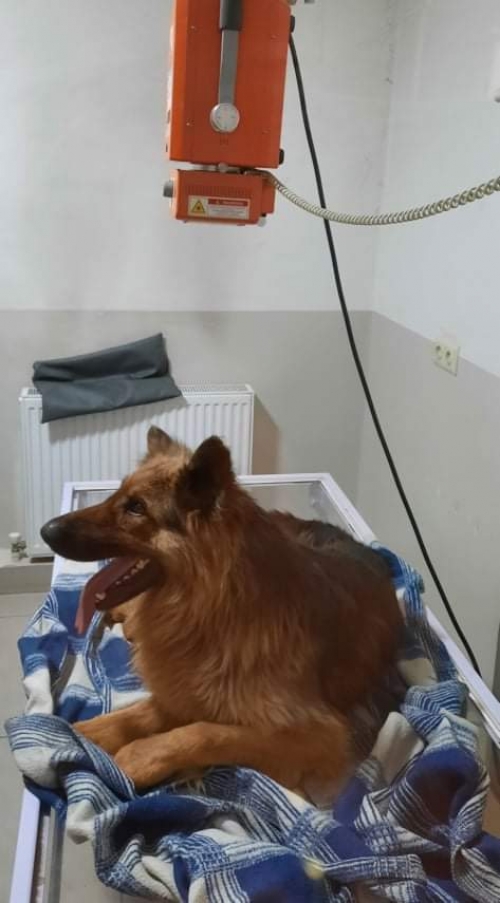 გერმანული ნაგაზი ჯეფი