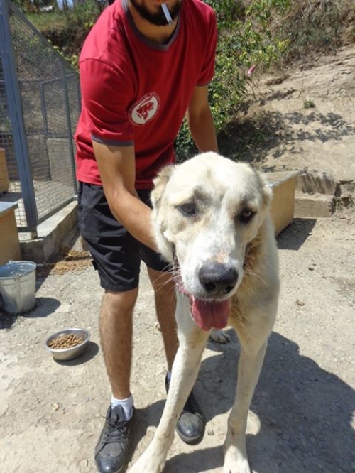 აზიური ნაგაზი უსახელო