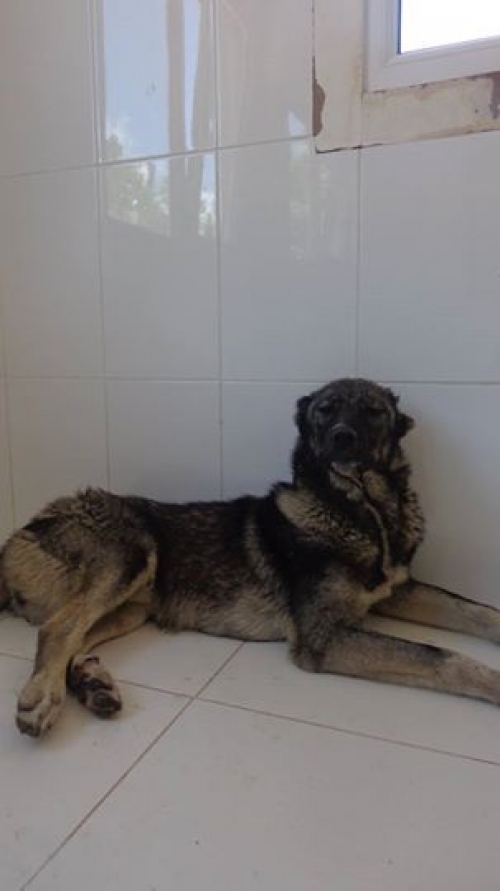 მეტისი უსახელო