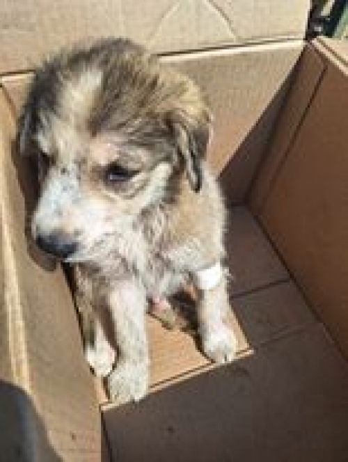 მეტისი აბროლაურის რაიონი