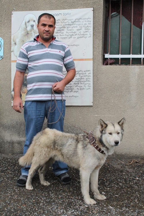 ლაიკა უსახელო