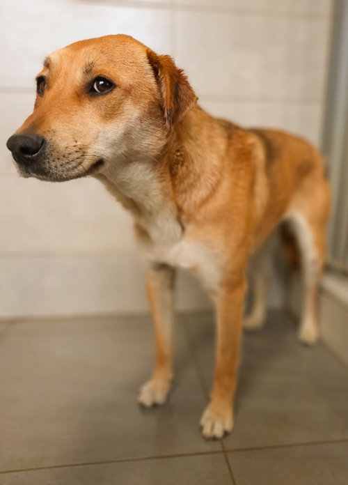 მეტისი ისთ ფოინთი