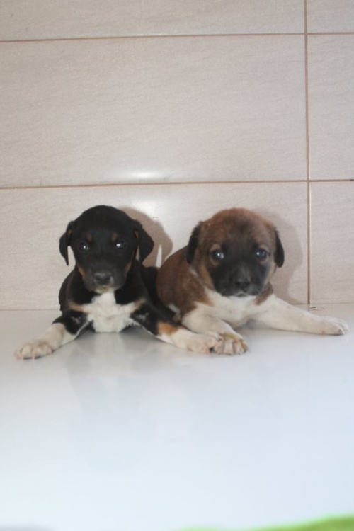 მეტისის ლეკვები უსახელო