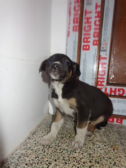 მეტისის ლეკვები უსახელო