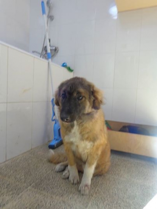 მეტისი უასახელო