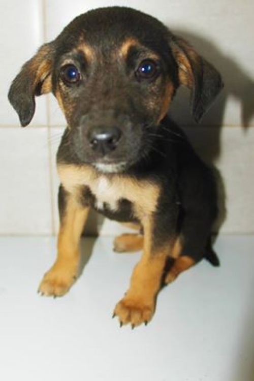 მეტისი უსახელო