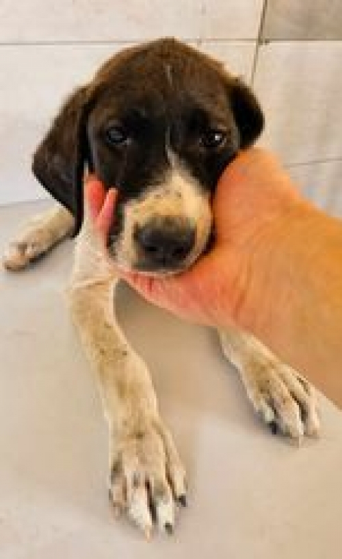 მეტისი კოჯრის გზა