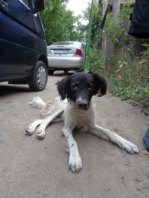 მეტისი უსახელო