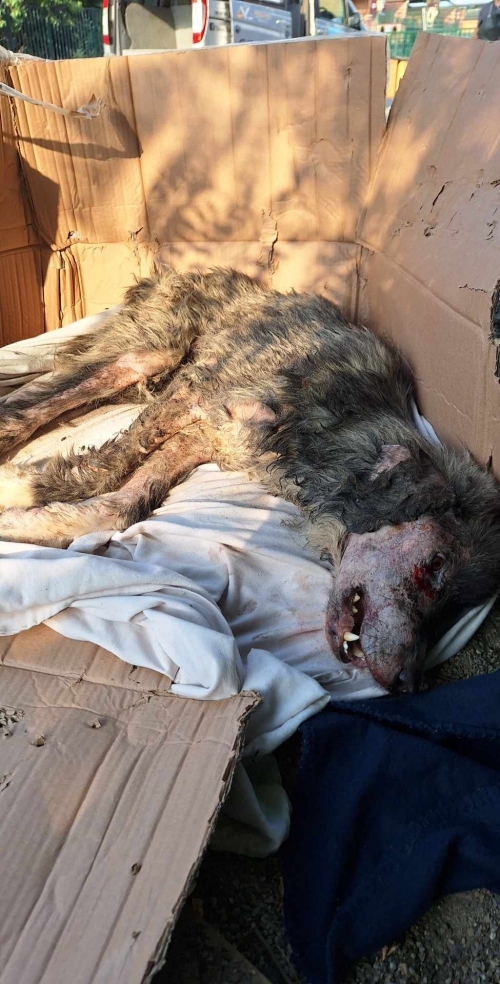 მეტისი საჩხერე