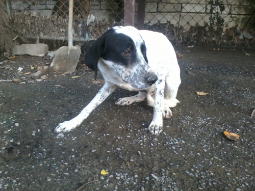 დალმატინი ბო