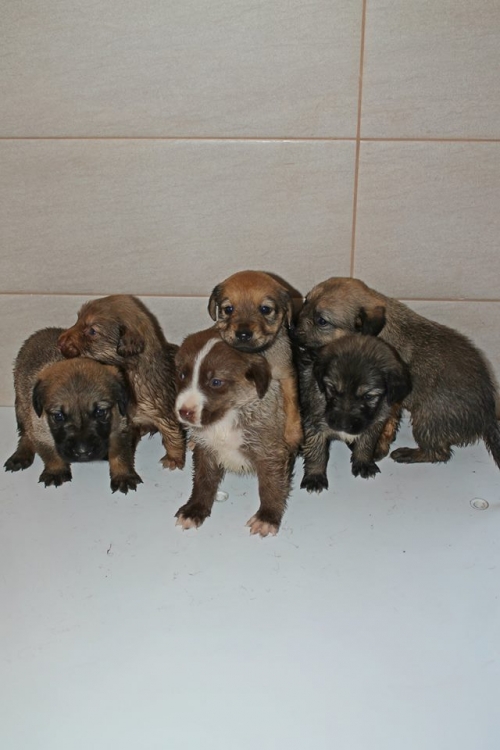 ლაბრადორის მეტისი უსახელო