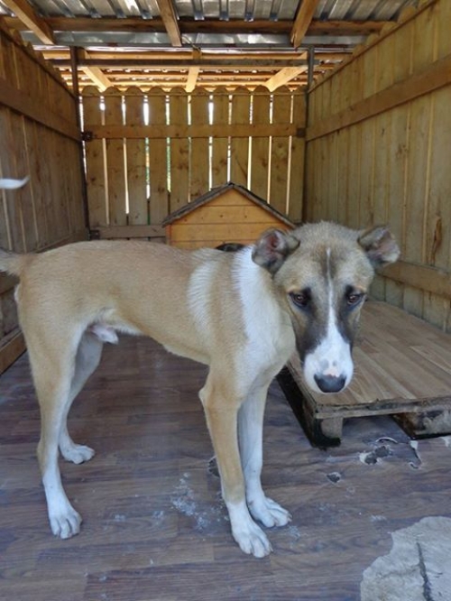 მეტისი უსახელო