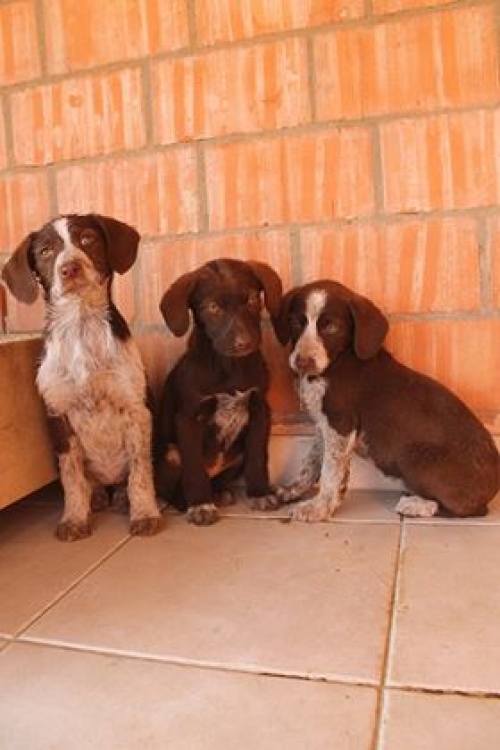 მეტისი უსახელო