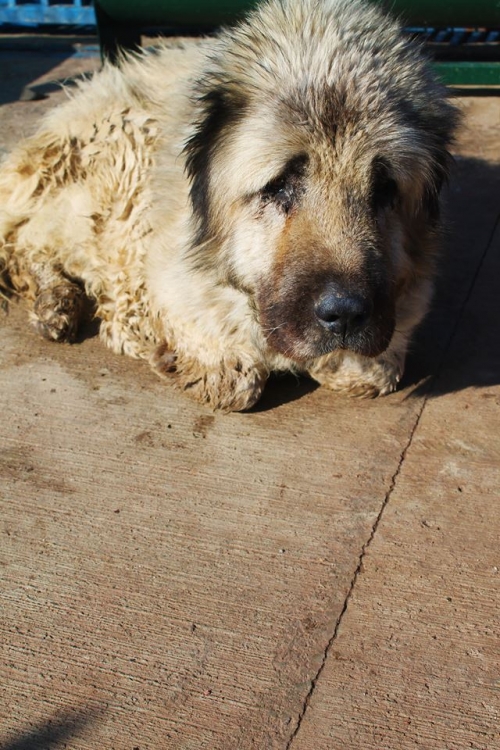 ქართული ნაგაზი უსახელო