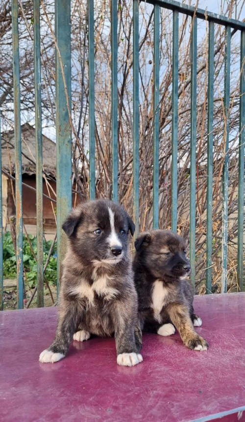 მეტისი აფრიკა