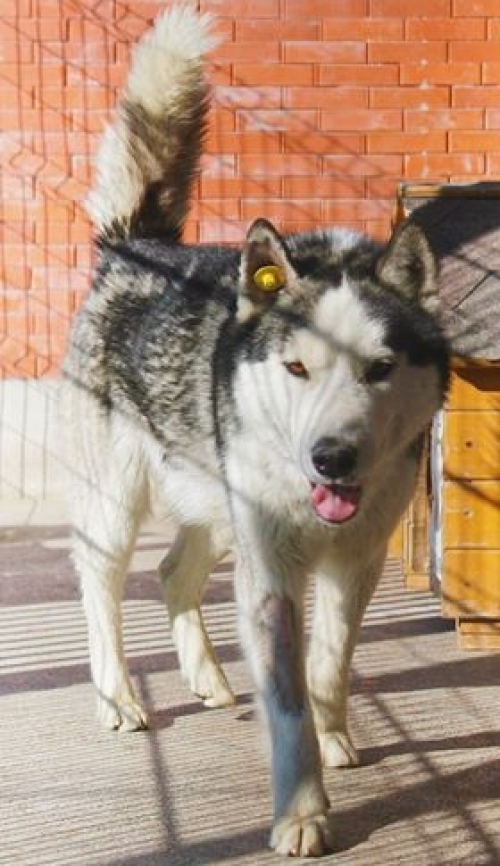 ლაიკა უსახელო