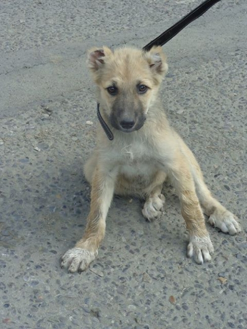ქართული ქოფაკი უსახელო