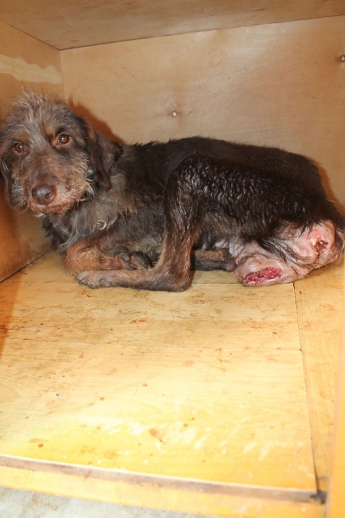 დრათხარი უსახელო