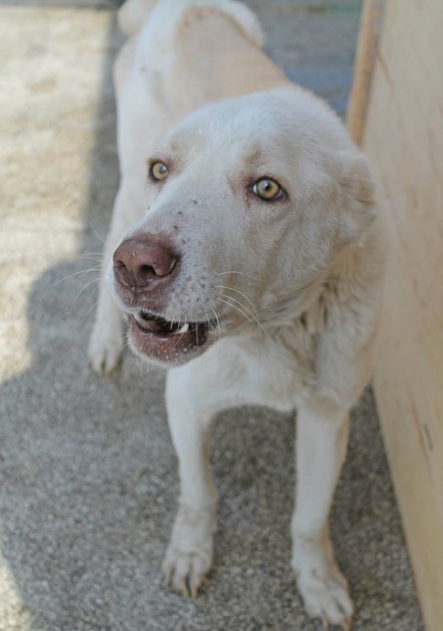ქართული ქოფაკი ბუბუ