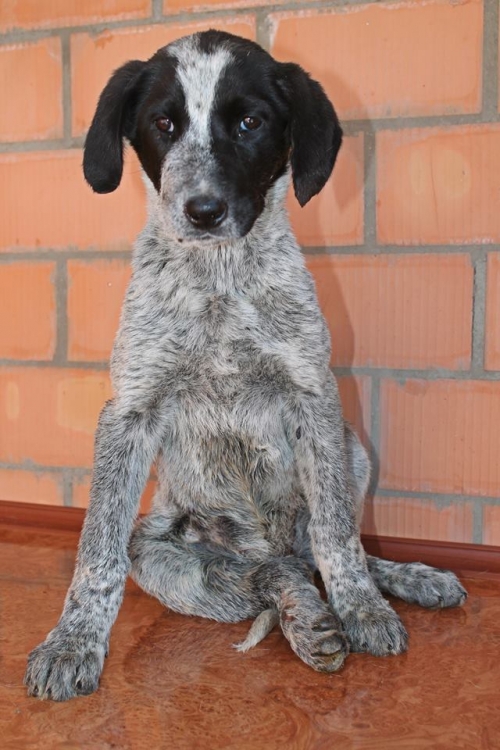 მეტისი უსახელო