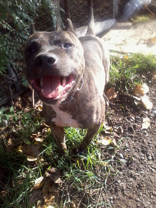 პიტი როკი