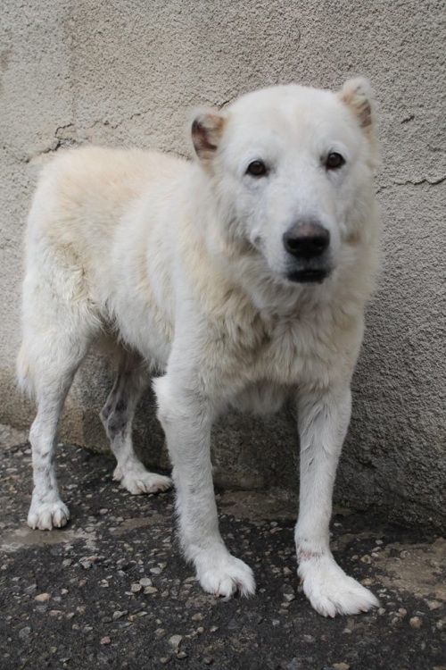 ქართული ნაგაზი უსახელო