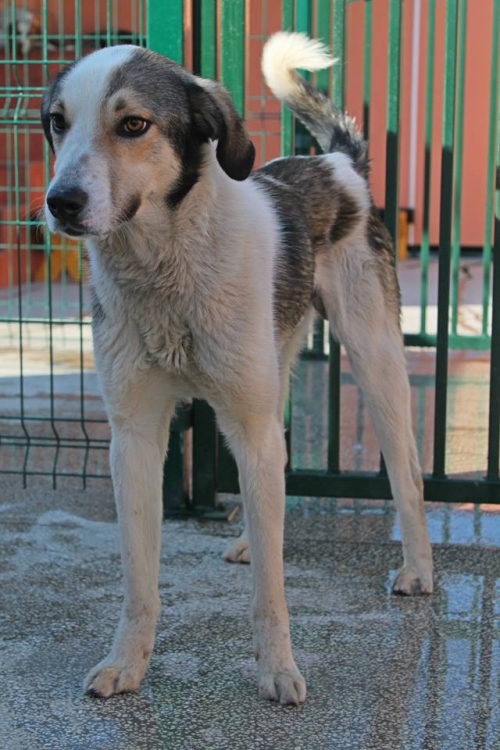 მეტისი რიჩი