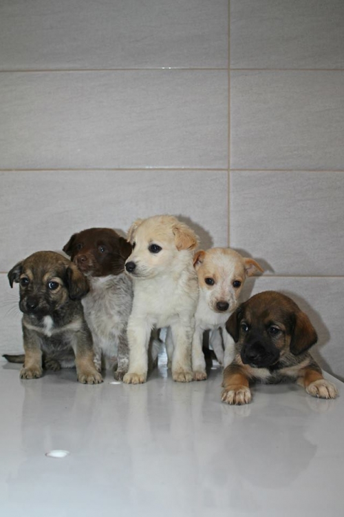 მეტისის ლეკვები უსახელო