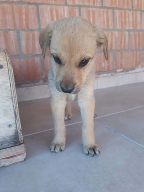 მეტისი უსახელო