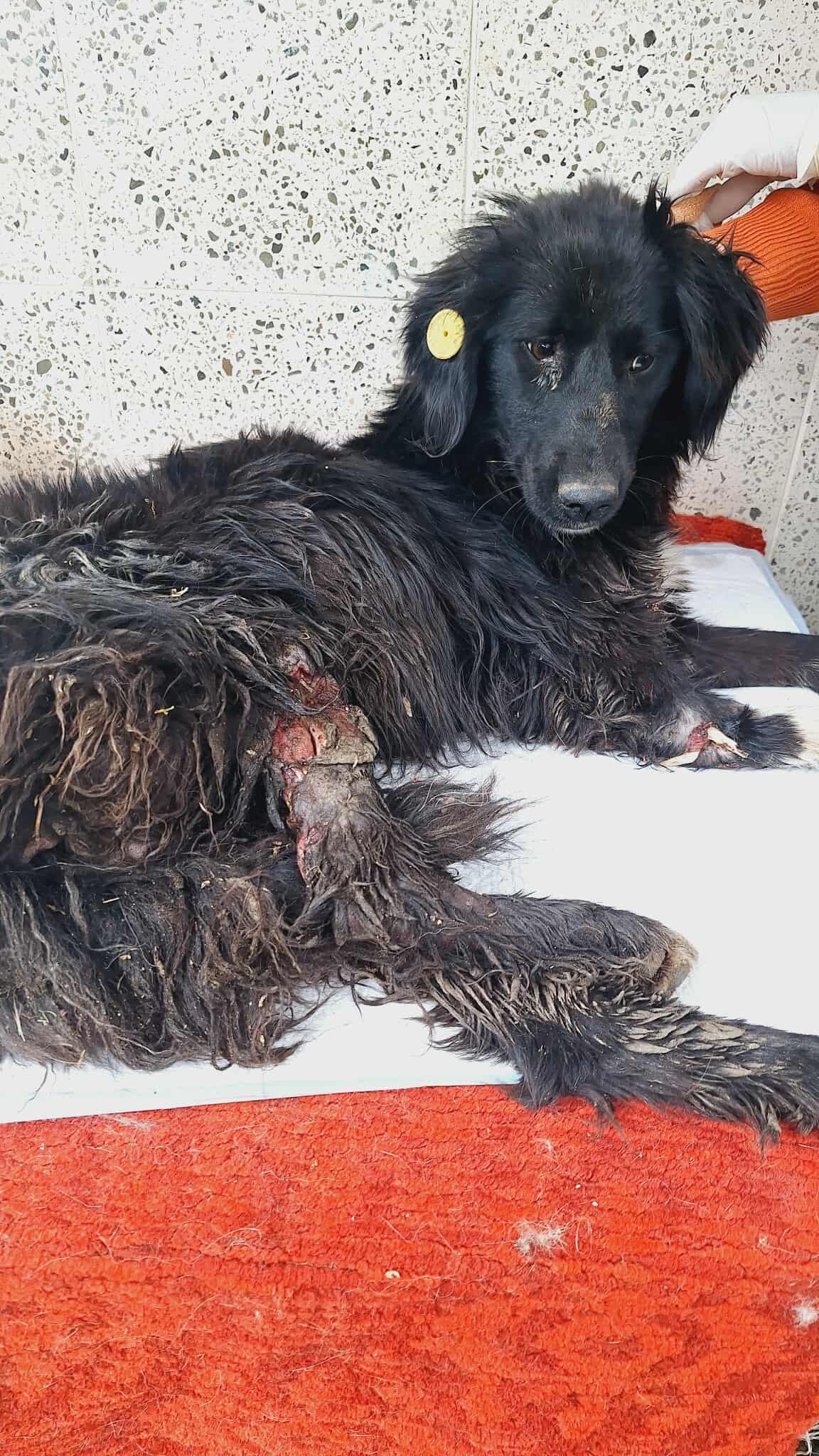 მეტისი. გაჩიანი