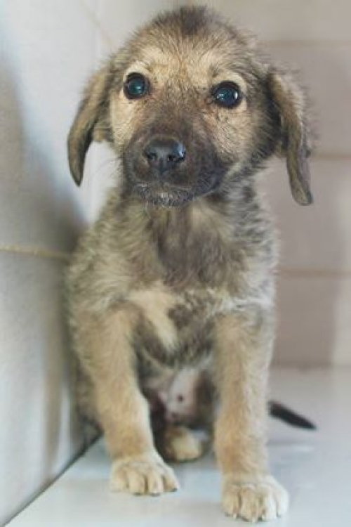 მეტისი უსახელო