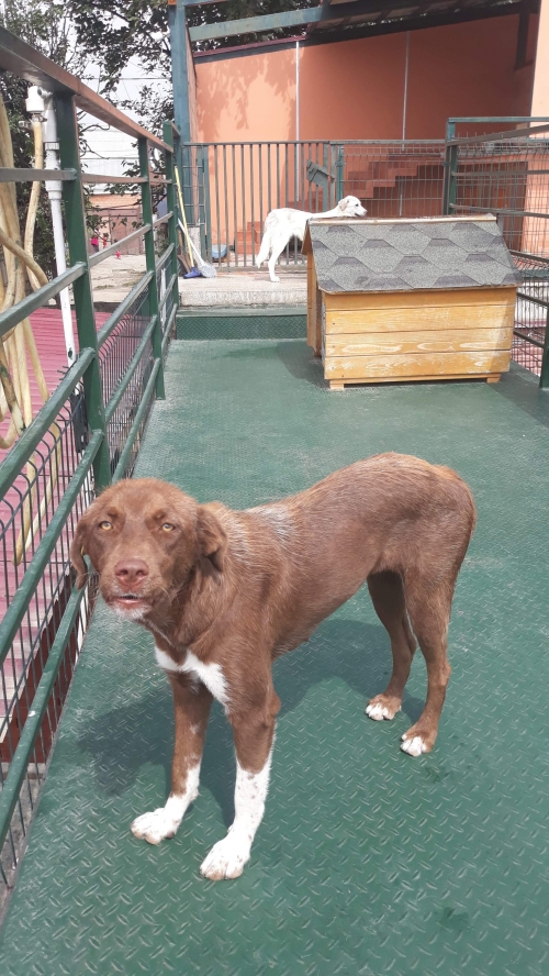 მეტისი უსახელო