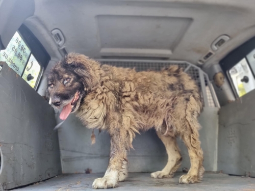 ქართული ნაგაზი გლდანი