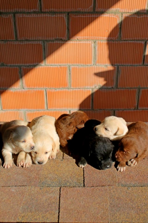 ლაბრადორის მეტისი უსახელო