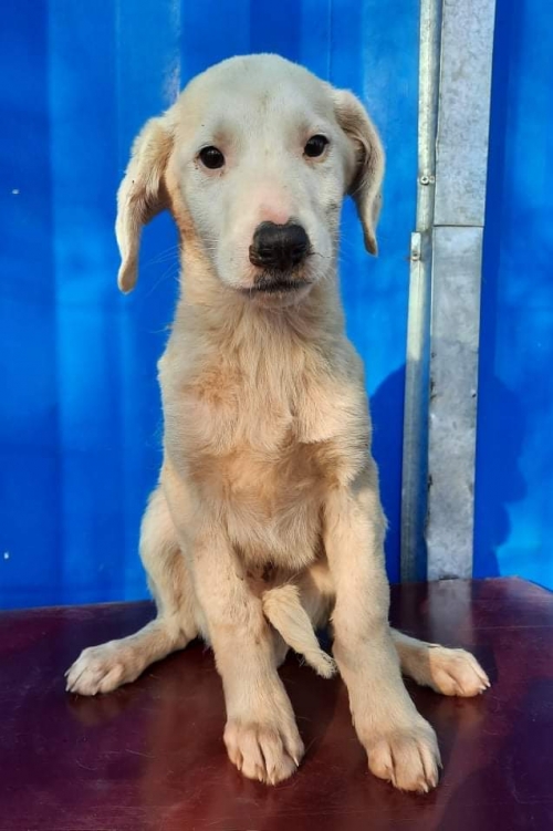 მეტისი გორი