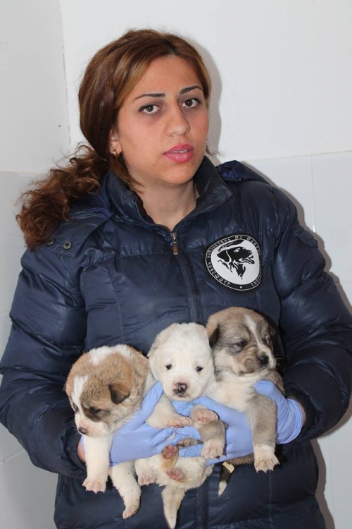 ქართული ქოფაკი უსახელო