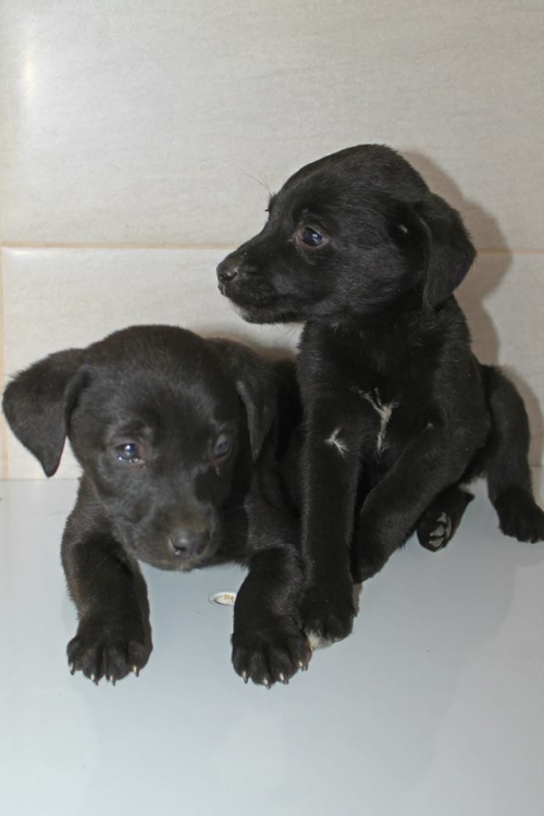 ლაბრადორის მეტისი უსახელო