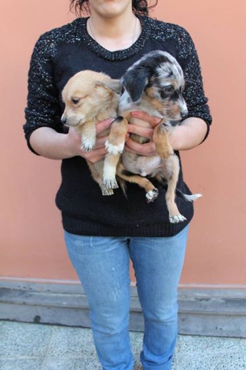 მეტისის ლეკვები უსახელოები